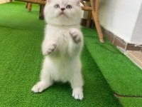 1.5 aylık iri cüsseli erkek british shorthair kedimiz