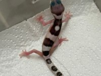 Morph garentili leopard gecko