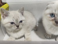 Kar Topu Scottish Fold Yavruları