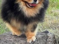 Micro Black Tan Pomeranian