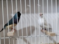 Gökkuşağı İspinozu (Gouldian Finch)