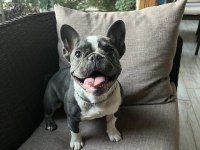 1 yaşında dişi french bulldog