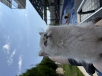 Yakışıklı British Longhair Oğlumuz