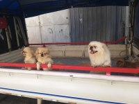 PEKİNEZ YAVRULARI
