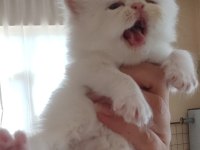 Persian bebekler sahiplendirme