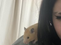 Hamster ve eşyaları