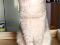 British Longhair ve Scottish Straight Kedilerim