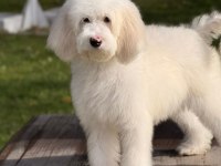 Petmode köpek çiftliğinden XL poodle yavrular