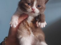 Dişi Chocolate Calico British Shorthair