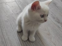Dişi british longhair beyaz kedimiz