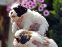 SHİH TZU YAVRUSU