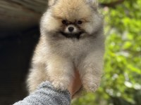 ÜST KALİTE AYICIK SURAT POMERANİAN BOO