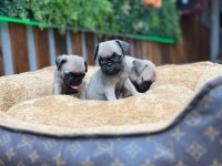 SAFKAN PUG YAVRULAR