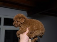 Redbrown Toypoodle 