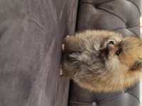 Show kalite pomeranian boo