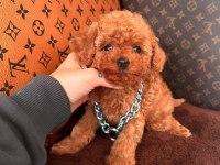 Sevimli Toy Poodle Yavrularımız