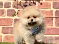Pomeranian Boo Çiğli İzmir