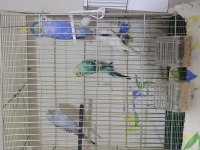 2 dişi ve 2 erkek kuşlar hazırlar komple verilecek