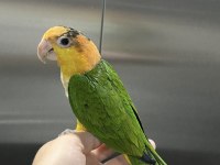 EVCİL CAIQUE YAVRU