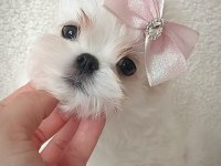 KORE MALTESE BEBEKLER ŞECERE BELGELİ