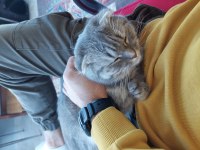 Uygun puana sahiplendirilecek scottish fold