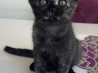 2 aylık yavru british shorthair