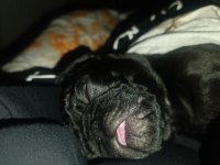 Güzel pug yavru heyecanlı