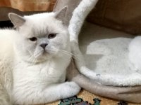 British Blue Point Kedimiz