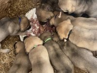 Sahibinden kangal köpeği yavruları