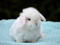 Hollanda Lop Tavşanı