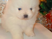 Pomeranian kartopları yeni yuvalarına şans getirmeye hazır