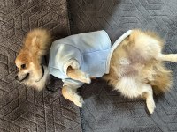 Pomeranian 4 aylık erkek