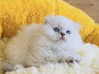 Maviş point British Longhair bebeklerim 