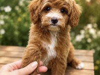 Maltipoo Özel Renk Oğlumuz