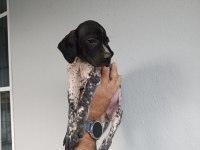 Puanter bebek köpeğimiz