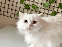 CHİNCHİLLA KEDİMİZE ACİL YUVA