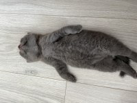 British shorthair erkek