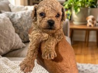 Toy poodle dişi erkek yavrular