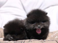 Saf lan Pomeranian boo ayi surat