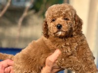 Safkan toy poodle