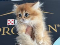 Yasal çiftlikden ziyarete açık golden longhair british