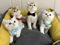 Kaliteli British Shorthair Bebekler Geldi