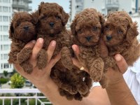 Sağlıklı Orjinal Poodle