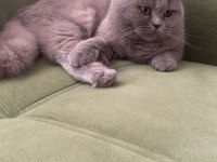 2 yaşında dişi uysal sakin Scottish fold