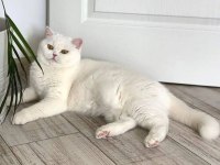11 Aylık British Shorthair
