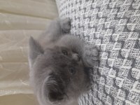 2 aylık erkek british shorthair