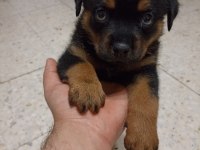 45 günlük rottweiler yavrusu