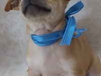 Pinscher yavruları