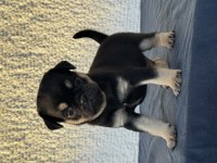 Black Tan Pug Mops