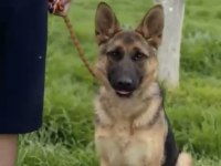 Eğitimli Şahsi Köpeğim